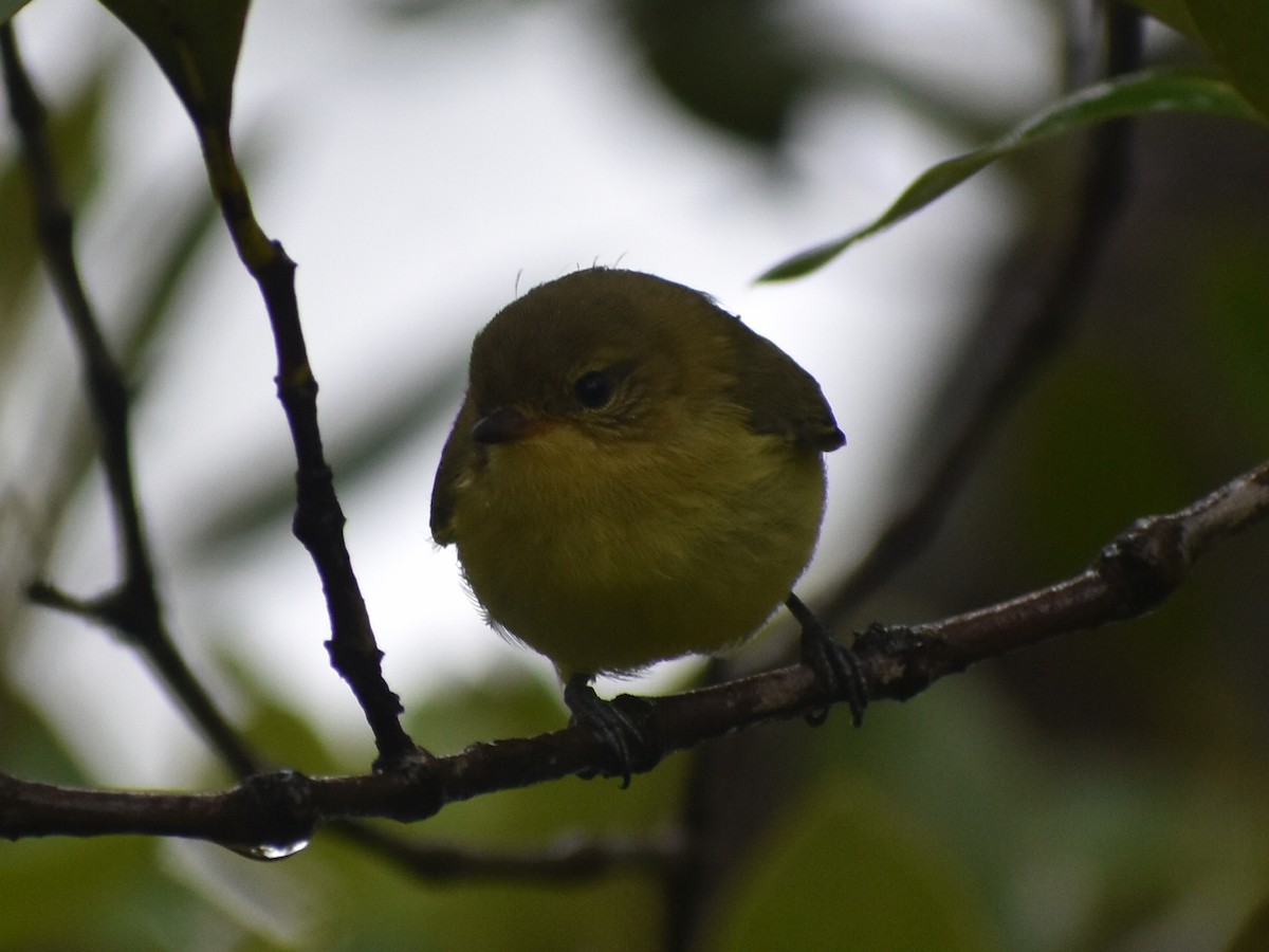 eBird Checklist - 1 Jan 2021 - Fern Bay oyster-racks - 10 species