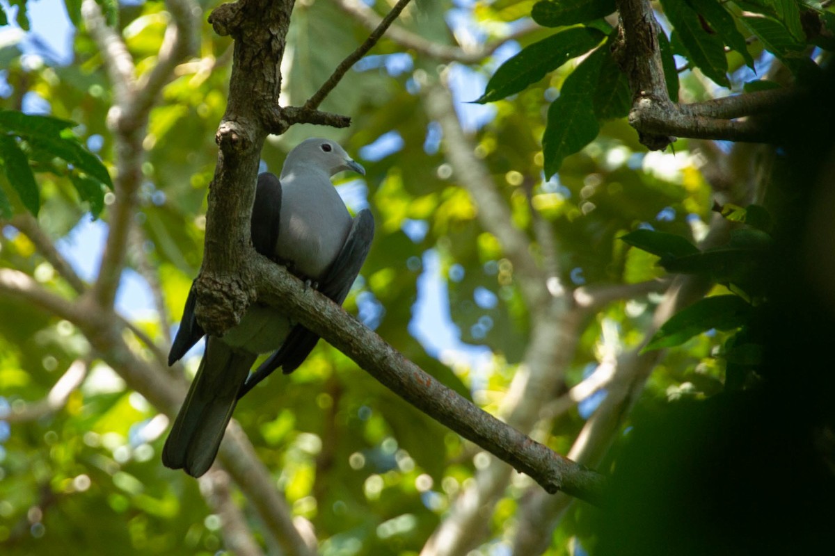 Gray Imperial-Pigeon - ML292948551