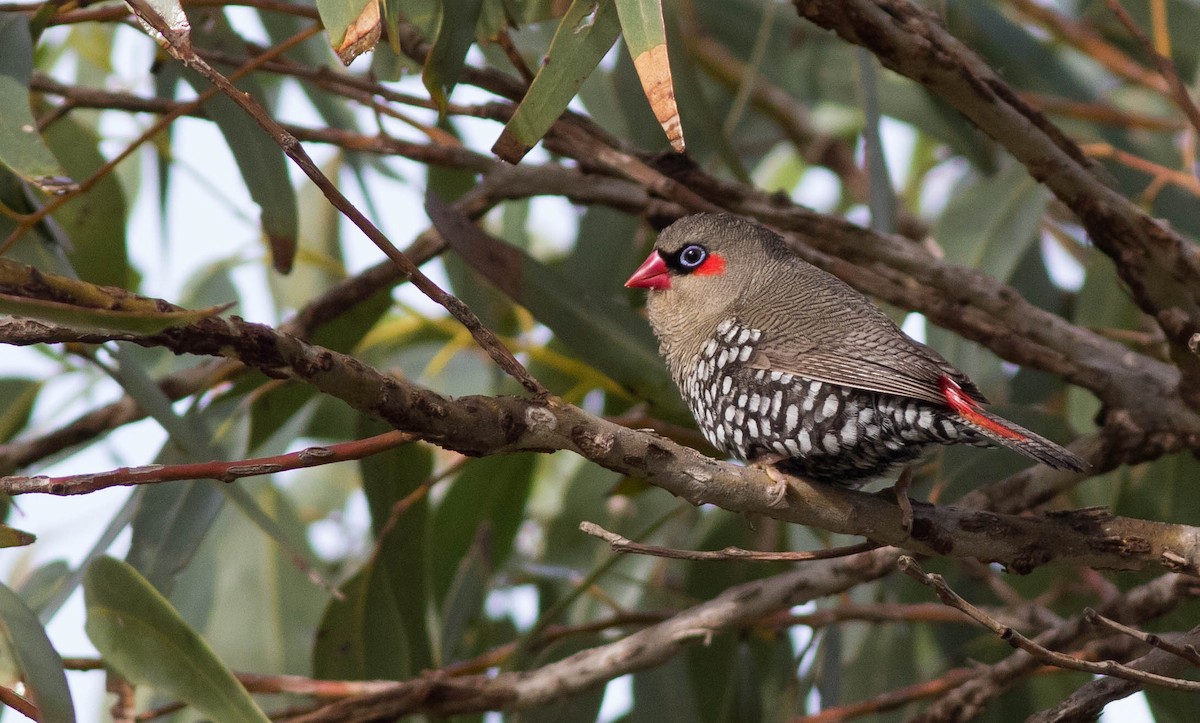 Red-eared Firetail - ML292949731