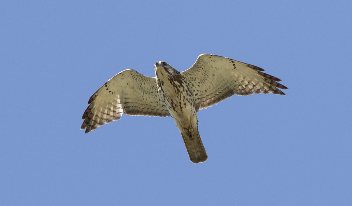 Broad-winged Hawk - ML29294981