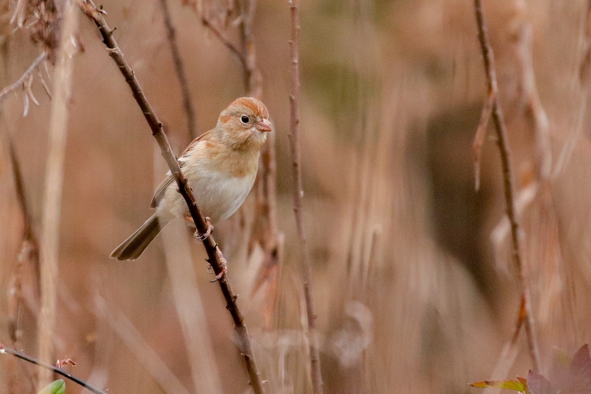 Field Sparrow - Martina Nordstrand