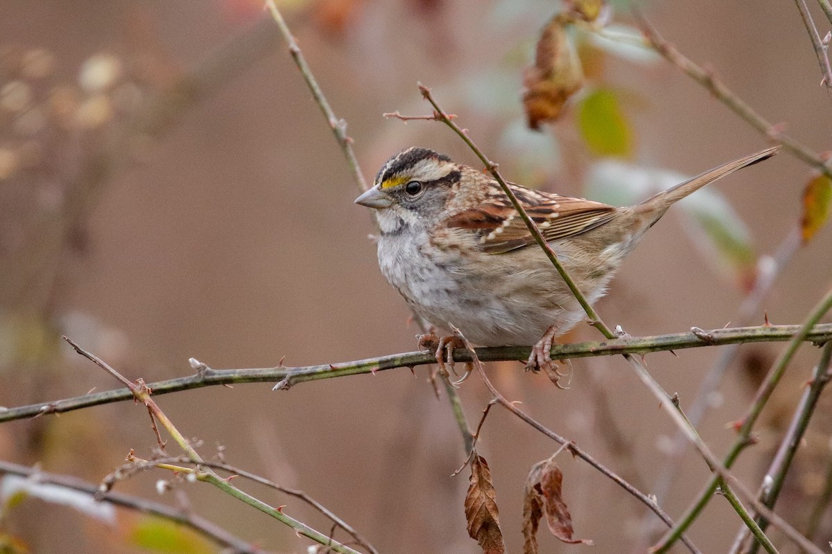 White-throated Sparrow - ML292954791