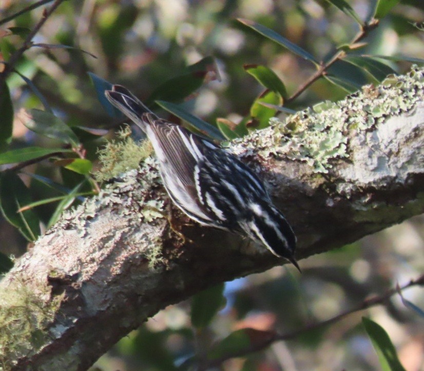 Black-and-white Warbler - ML292957271