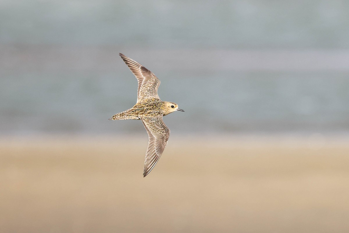 Pacific Golden-Plover - Ged Tranter