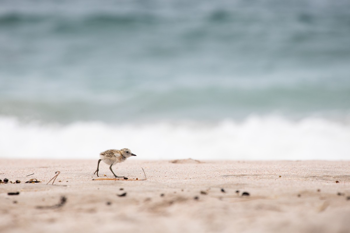 Red-breasted Dotterel - ML292962811