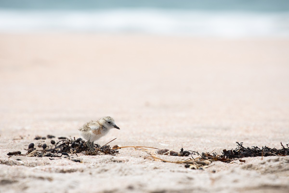 Red-breasted Dotterel - Dan Burgin