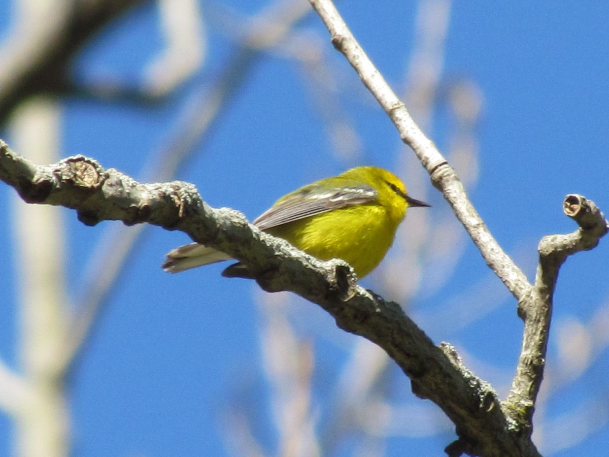 Blue-winged Warbler - Janice Farral