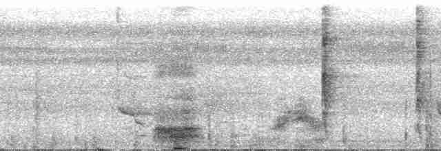 Tangara à tête grise (groupe penicillata) - ML29297