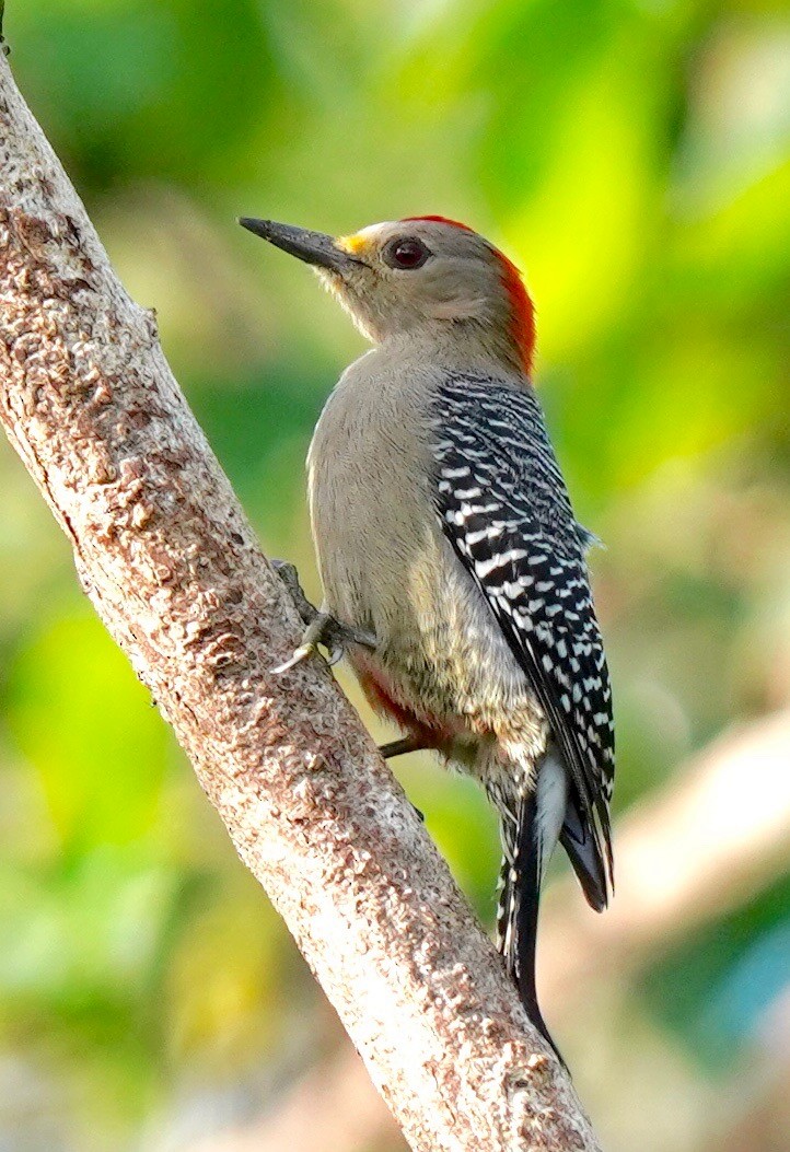 Yucatan Woodpecker - ML292976661