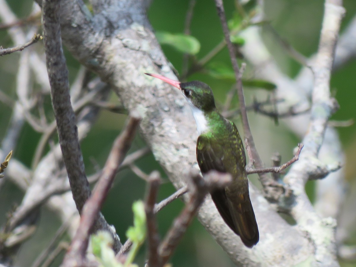 Green-fronted Hummingbird - ML29297711
