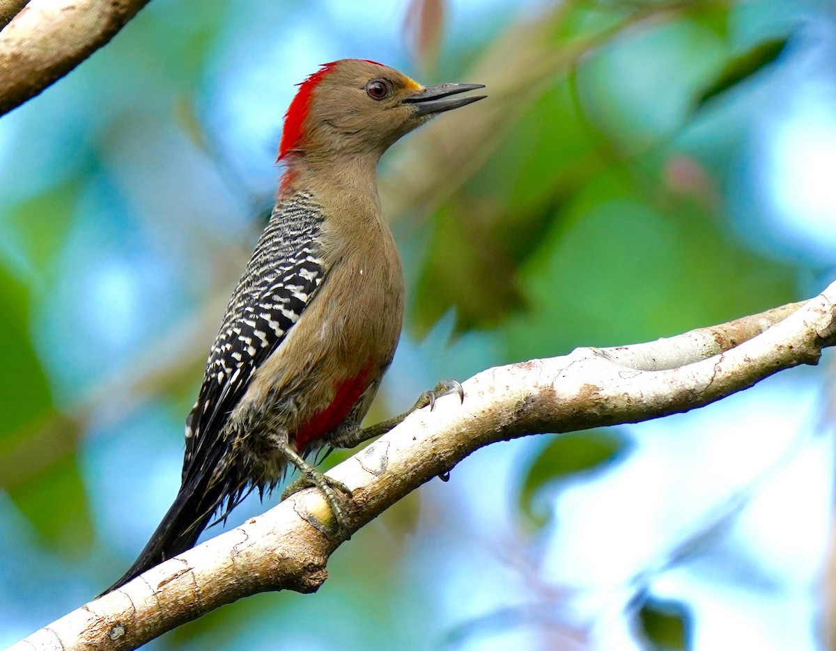 Yucatan Woodpecker - ML292977171