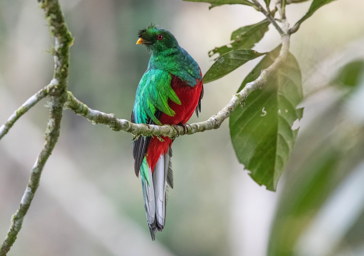 Crested Quetzal - ML292980661