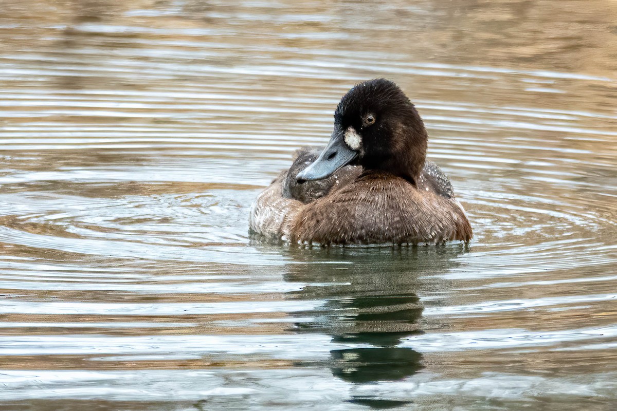 Greater Scaup - ML292982381