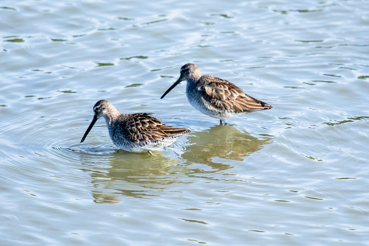 Long-billed Dowitcher - ML292984291