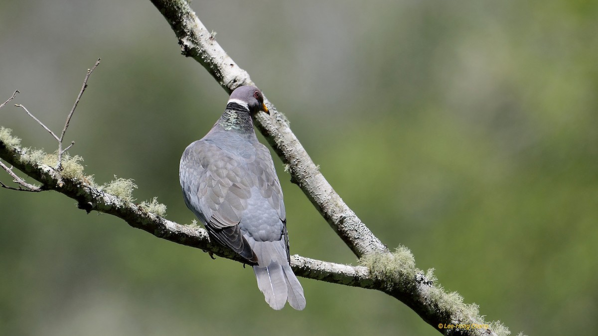Band-tailed Pigeon - ML29300061