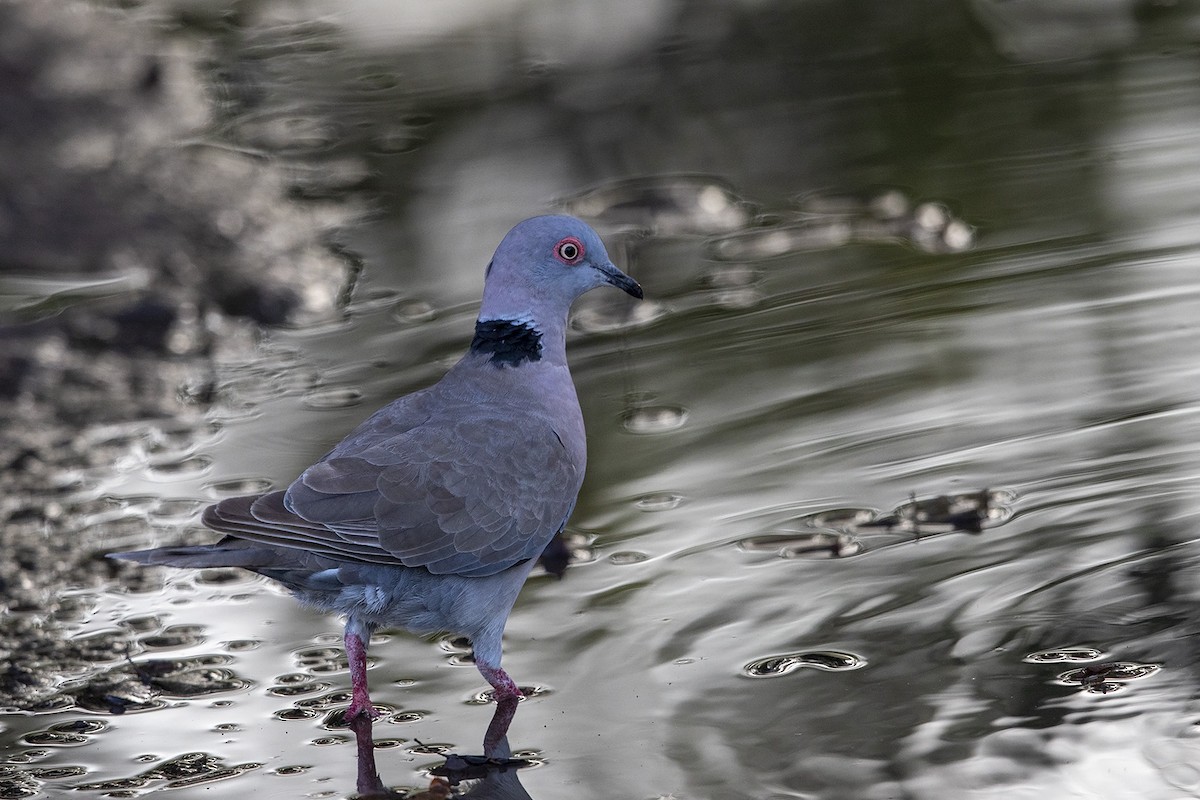 Mourning Collared-Dove - ML293003451