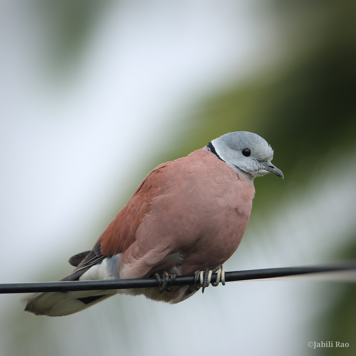 Red Collared-Dove - ML293007391