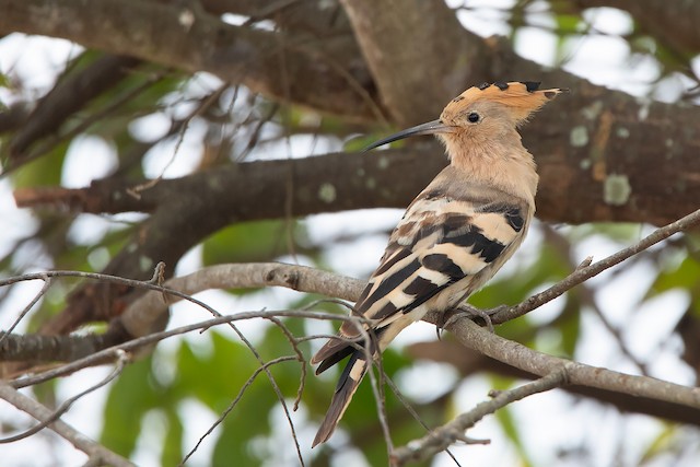 Formative Plumage (subspecies probably&nbsp;<em class="SciName notranslate">longirostris</em>). - Eurasian Hoopoe (Eurasian) - 