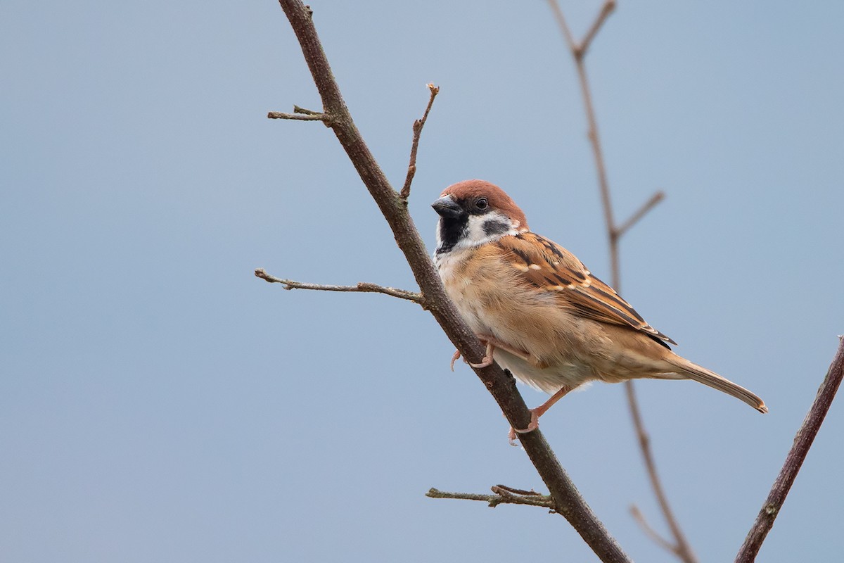 Eurasian Tree Sparrow - Ayuwat Jearwattanakanok