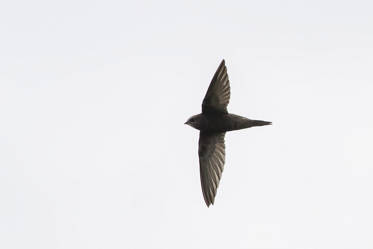 Common Swift - Niall D Perrins