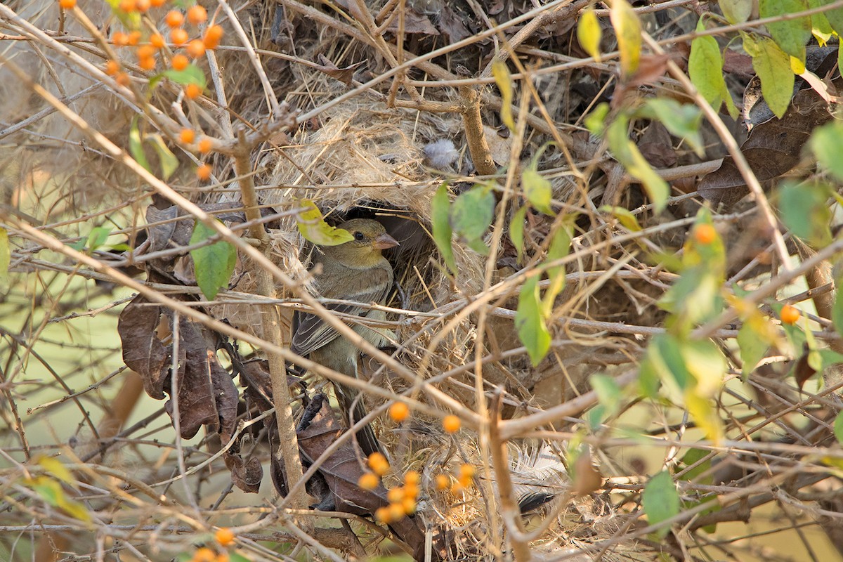 Plain-backed Sparrow - Ayuwat Jearwattanakanok