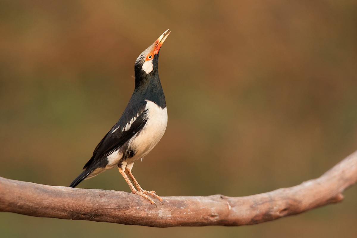 Asian Pied Starling - ML293009271