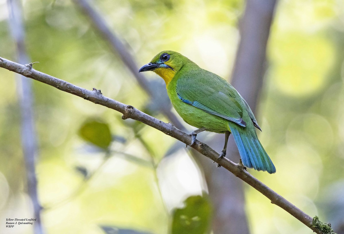 Yellow-throated Leafbird - Ramon Quisumbing