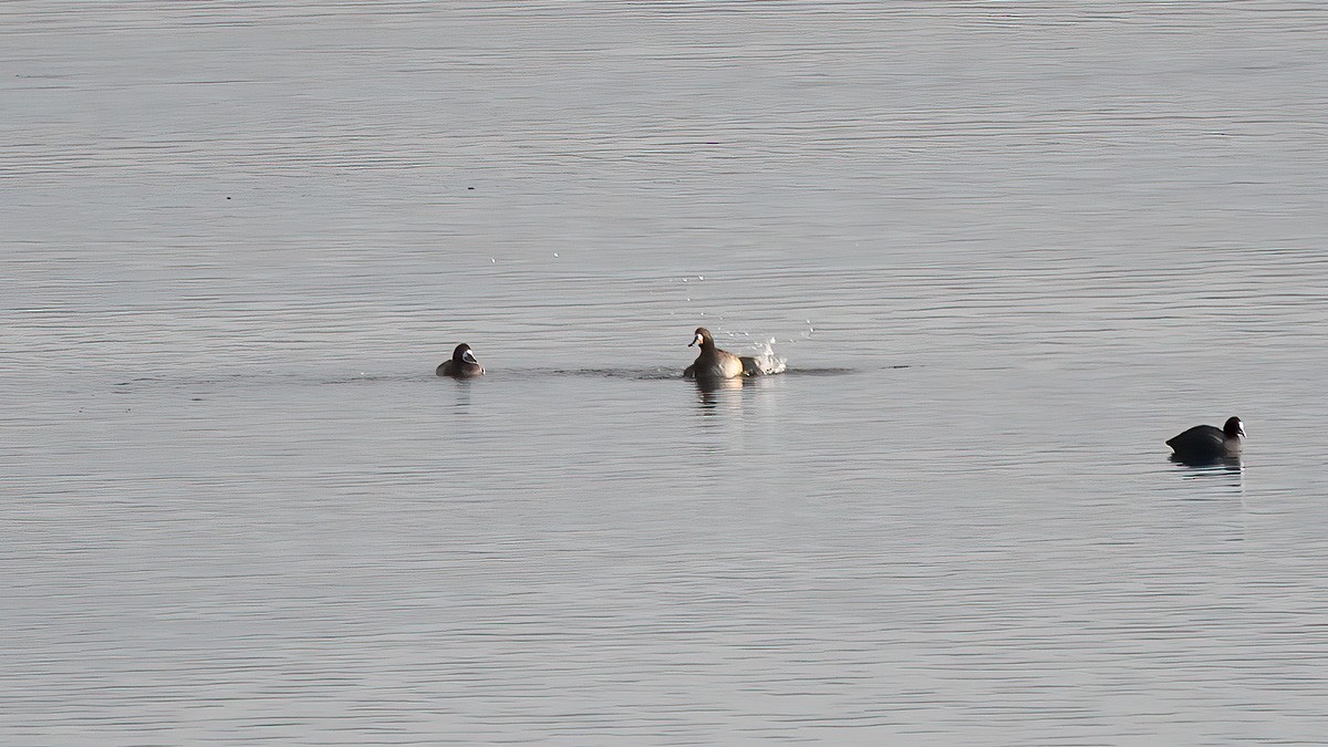 Greater Scaup - ML293011111