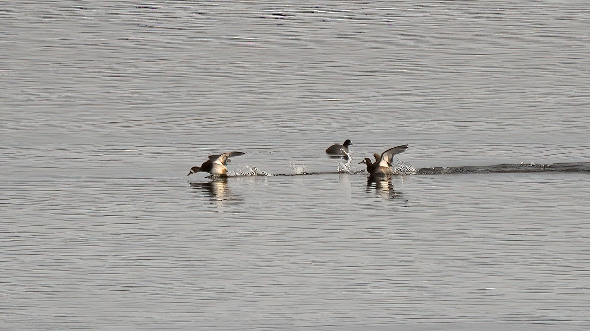 Greater Scaup - ML293011121