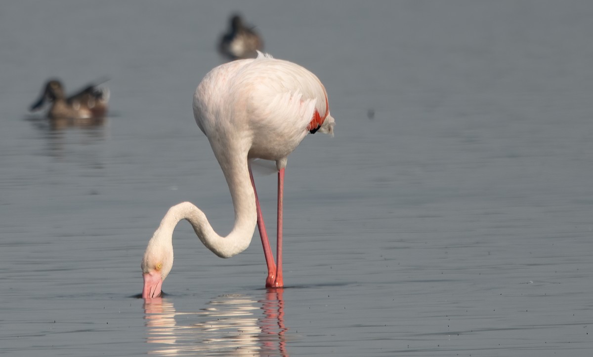 Greater Flamingo - ML293011441