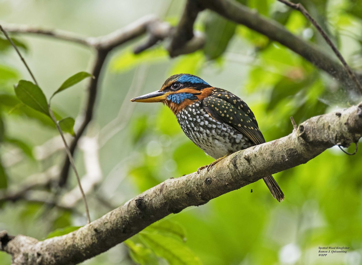 Spotted Kingfisher - Ramon Quisumbing