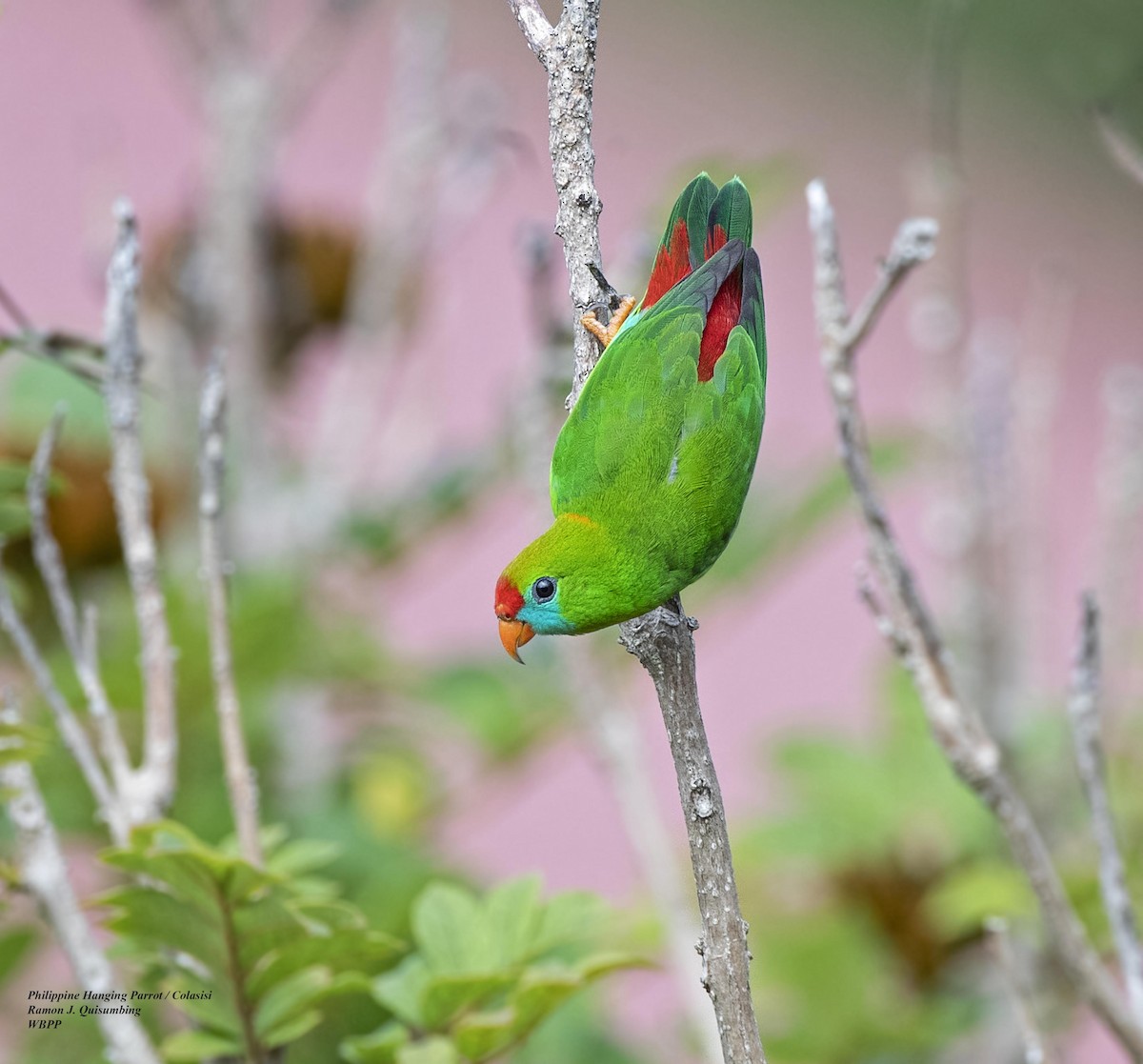 Philippine Hanging-Parrot - Ramon Quisumbing