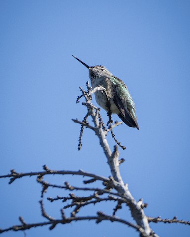 Anna's Hummingbird - James Kendall