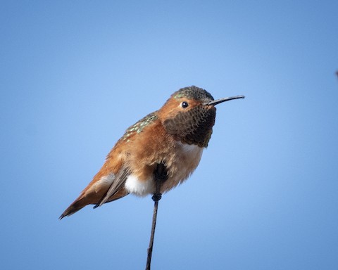 Allen's Hummingbird - James Kendall