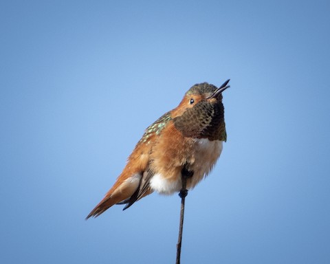 Allen's Hummingbird - James Kendall