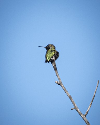 Anna's Hummingbird - James Kendall