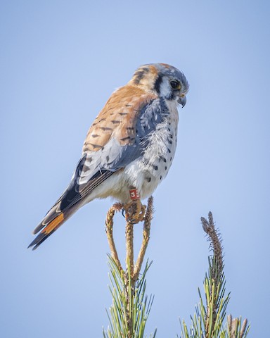 American Kestrel - James Kendall