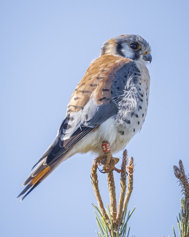 American Kestrel - James Kendall