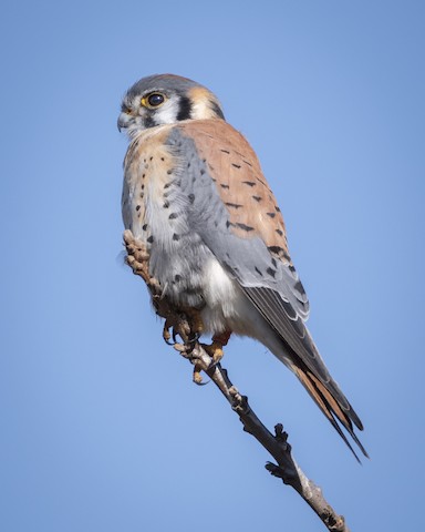 American Kestrel - James Kendall