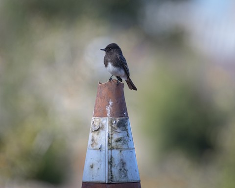 Black Phoebe - James Kendall