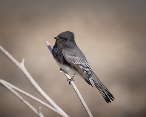 Black Phoebe - James Kendall