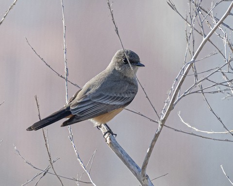 Say's Phoebe - James Kendall