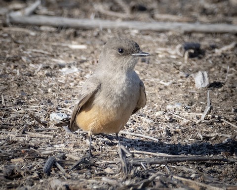 Say's Phoebe - James Kendall