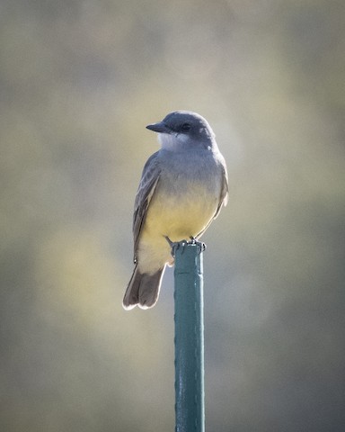 Cassin's Kingbird - James Kendall