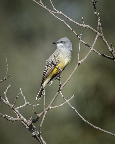 Cassin's Kingbird - James Kendall