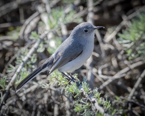 Blue-gray Gnatcatcher - James Kendall