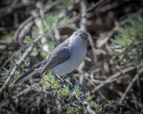 Blue-gray Gnatcatcher - James Kendall