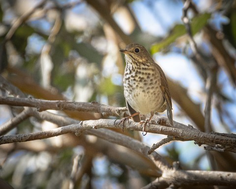 Hermit Thrush - James Kendall