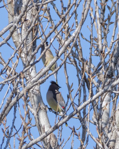 Cedar Waxwing - James Kendall