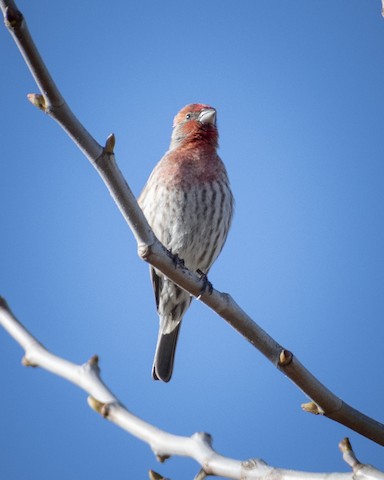 House Finch - James Kendall